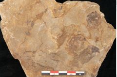 Foto (Detailansicht) von Cyclocarpus sp.  (NHMW-GEO-2024-0188-11158)